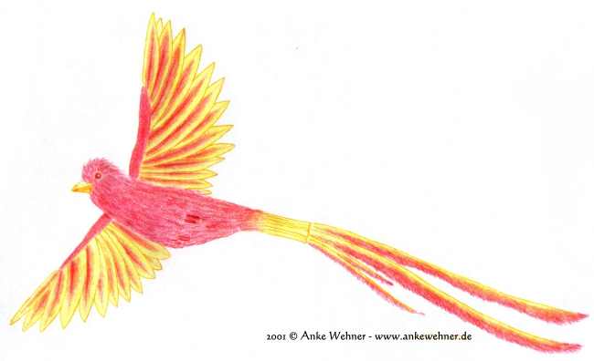 Colour pencil drawing of a yellow and orange bird in flight
