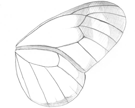 Sketch of the fore-and hindwing of a glasswing butterfly, greta oto