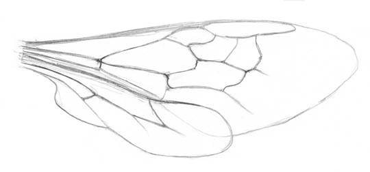 Sketch of the fore- and hindwing of a bumblebee.