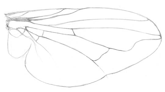 Sketch of a housefly wing