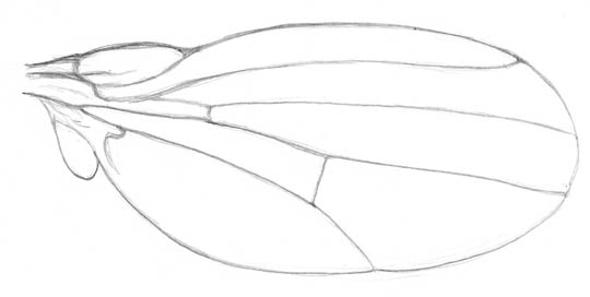 Sketch of a drosophila wing
