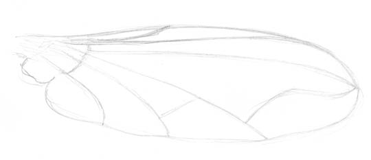 Sketch of a wing of a condylostylus fly.