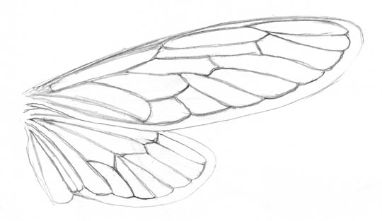 Sketch of the fore- and hindwing of a cicada.