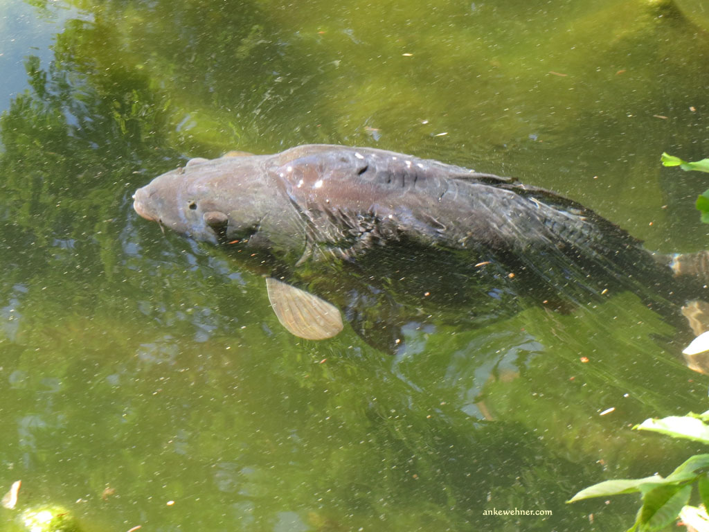 A photo of a large, grey carp swimming close to the surface or greenish water.