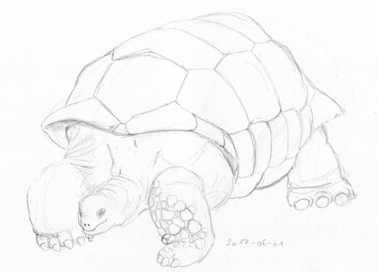 Pencil sketch of a giant tortoise