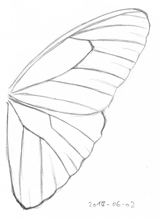 Pencil sketch of the right fore- and hindwing of a blue morpho, showing only outlines and venation.