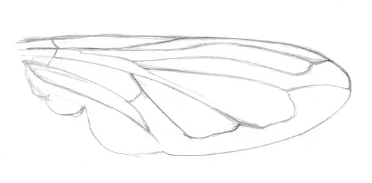 Pencil sketch of a pellucid fly wing