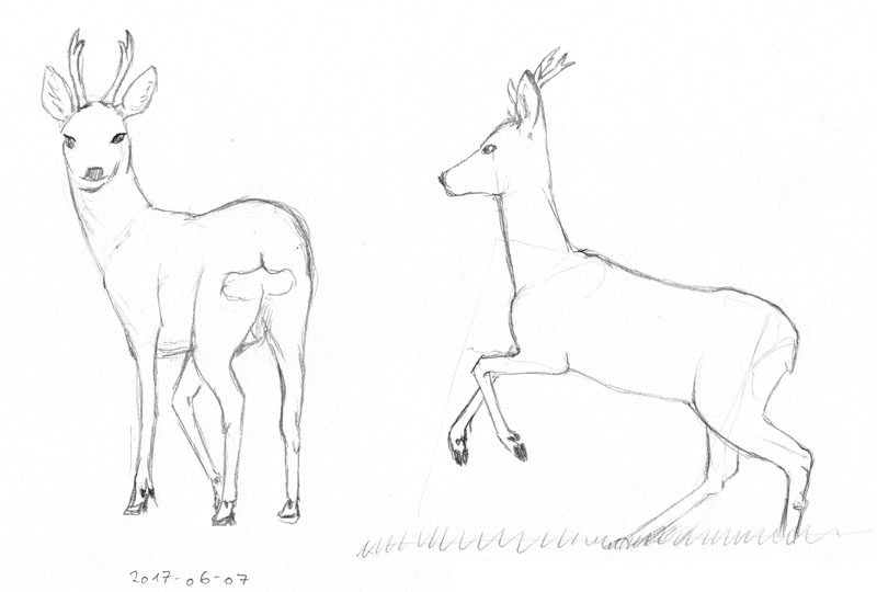 Two sketches of roe bucks