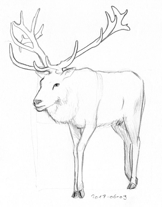 Sketch of a red deer stag in 3/4 view walking towards the viewer.