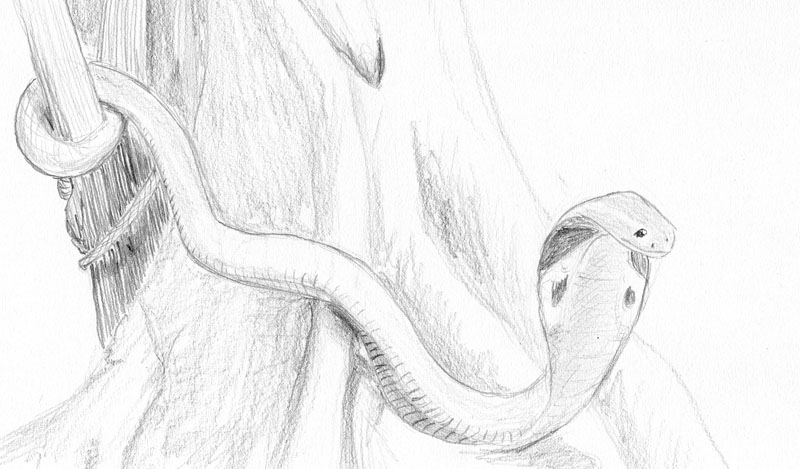 Pencil sketch of a cobra