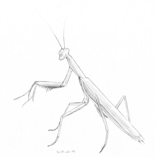 Pencil sketch of a praying mantis