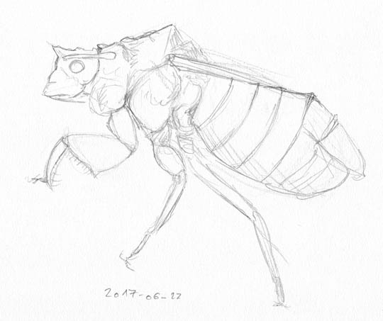Pencil sketch of an ambush bug.