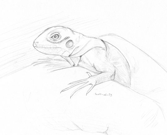 Pencil sketch of a baby iguana in a human hand