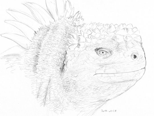 Pencil sketch of a marine iguana head on profile