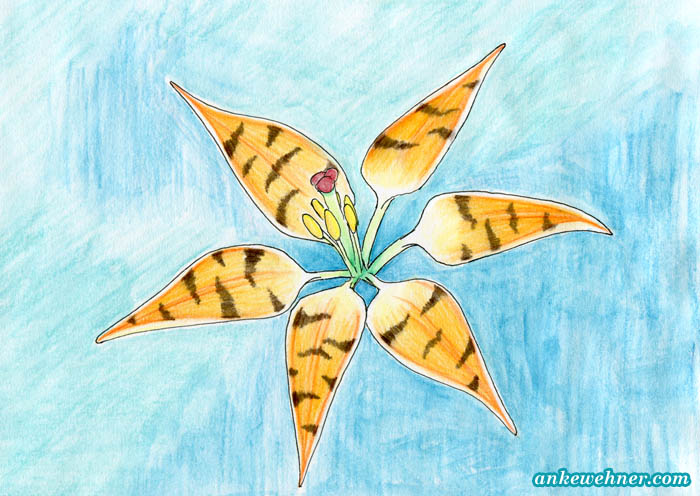 Watercolour pencil image of a tiger lily with stripes rather than spots