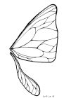 A triangular forewing somewhat reminiscent of a butterfly's and a narrow, spoon-shaped hindwing.