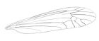Sketch of a cranefly wing. 