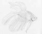 Pencil sketch of a betta, aka Siamese fighting fish.