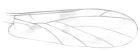 Sketch of a wing of a predatory fungus gnat.