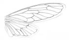 Sketch of the fore- and hindwing of a cicada.