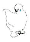 Ink drawing of a very fluffy, white chicken with black feet and beak and a blue earlobe