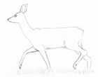 Sketch of a female roe deer walking