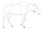 Sketch of a moose cow.