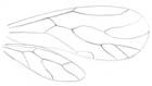 Pencil sketch of the shape and veins of the right wings of a species of book louse