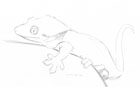 Pencil sketch of a crested gecko