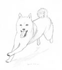 Pencil sketch of a shiba inu running towards the left of the viewer