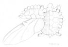 Pencil sketches of a turtle whose shell opens like a beetle's elytra