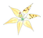 Work in progress of a drawing showing an orange lily with narrow petals.