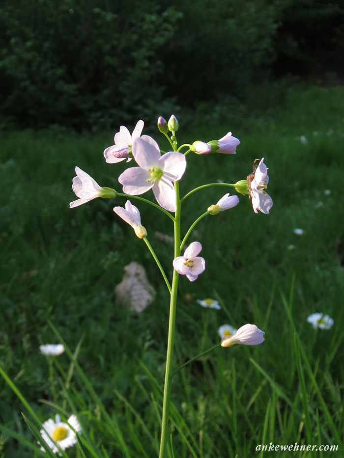 photo of cuckoo flower blossoms against shaded grass