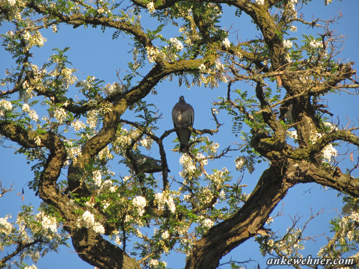 Photo of a wood pigeon sitting in an acacia tree.