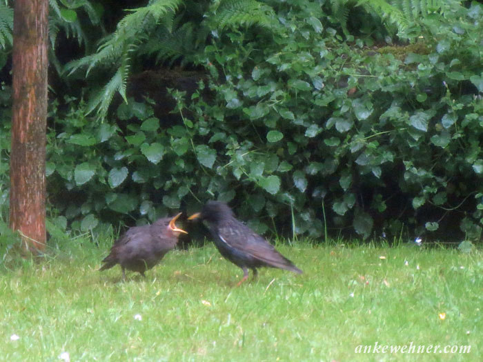 Photo of an adult starling feeding a juvenile one