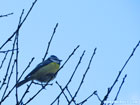 photo of a blue tit sitting on a bare twig