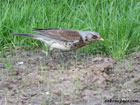 Photo of a fieldfare foraging on the ground