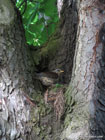Photo of a fieldfare on its nest