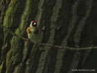 photo of a european goldfinch