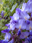 Photo of pale violet wisteria flowers
