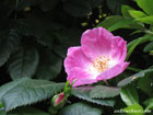 Photo of a single dog rose flower