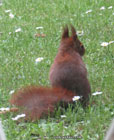 photo of a red squirrel sitting on a lawn