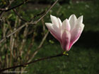Photo of a single, half-open magnolia blossom