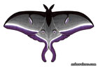 Drawing of a moth based on a luna moth, in the colours of the asexual flag (black, grey, white, and violet)